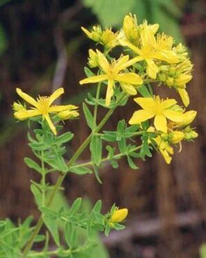 The St. John's wort to increase power