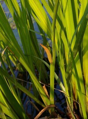 reed herb to increase potency