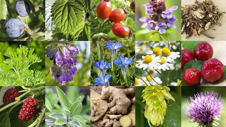 types of herbs to increase activity