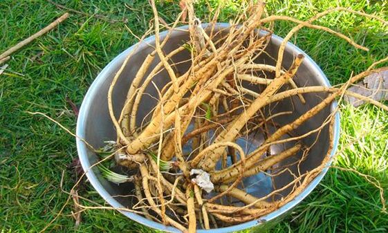 reed root to increase strength