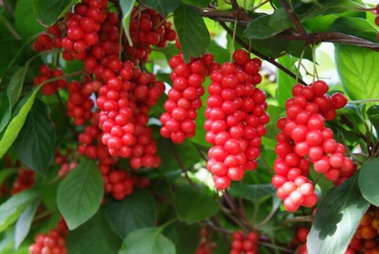 Schisandra to increase potency