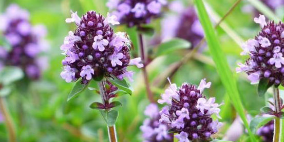 Thyme enhances a man's sexual power