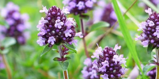 Thyme enhances a man's sexual power
